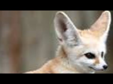 تعبير كتابي عن الفنك باللغة الفرنسية والشرح البسيط باللغة العربية