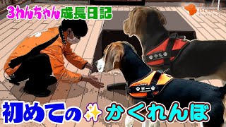 ビーグルわんちゃん「かくれんぼ」してみた。それぞれの成長を実感‼️【ビーグル子犬成長日記】