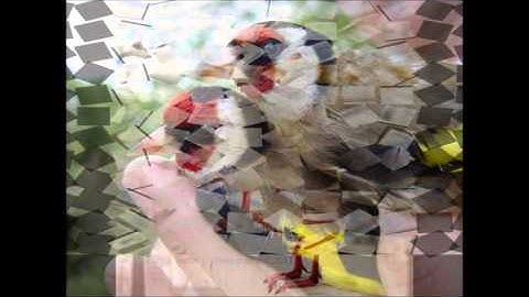 cheikh tahar ibn ahmad daroui---sourat alrahman-............السيخ.الطاهر.ابن.احمد.ضروي.سوره.الرحمن