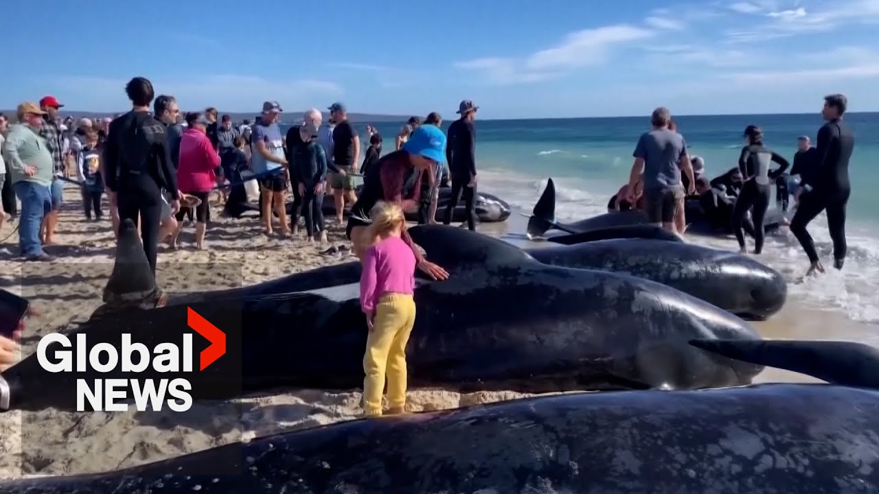 Over 100 beached whales rescued in western Australia after mass stranding