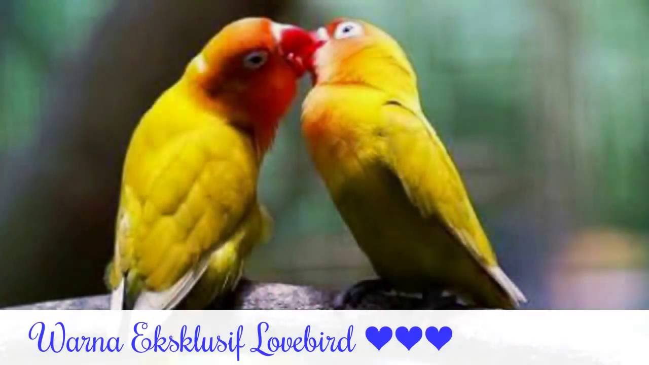 Warna Eksotik Lovebird Warna Favorit Langka Blorok Dan Mutasi