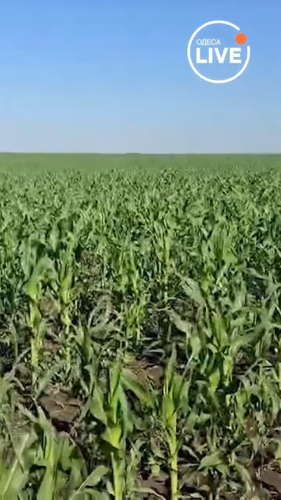 ⚡️ГРАД знищив поле кукурудзи на Одещині - YouTube