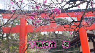 春の足跡 下鴨神社の梅 Youtube