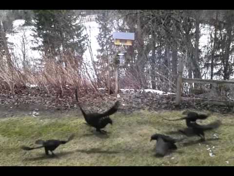 Video: Intressanta Tecken Om Fåglar