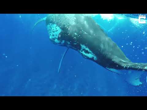 Vidéo: Regardez Cette Baleine à Bosse Protéger Un Biologiste Marin D'un Requin Tigre