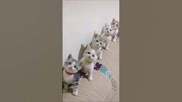 Funny cat short video #cat #catlover #funny #shortsfeed #shorts