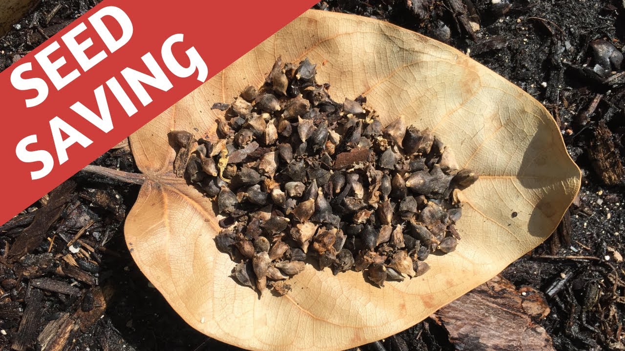 zone 9b fruit trees How to Save Seeds: New Zealand Spinach | Florida Organic Gardening