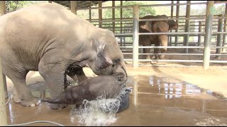 Baby elephant bathing in the bathtub - ElephantNews