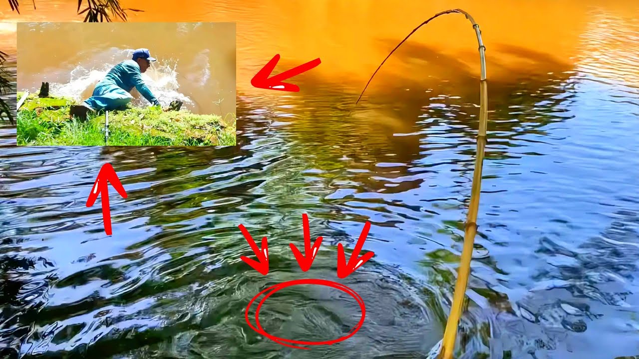 NÃO ACREDITO, NA VARA DE BAMBU ? 🤯 E DESASTRE NA PESCARIA😧 Pesqueiro Paineiras, Bonfim Paulista-SP !