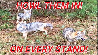 Calling Howling Coyotes In On Every Stand! Coyote Hunting REVENGE!! S11E3