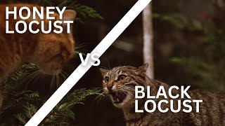 The Battle Between Edibility and Toxicity - Honey Locust Vs Black Locust