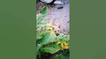 #القرآن_الكريم #راحة_نفسية #تلاوة_خاشعة #cat #lifeisbutadream #cuteanimal #kitten #ihavethisthing