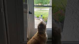 ESSE CACHORRO não estava LOUCO#curiosidades #incrivel #animal #gato #cachorro #pets