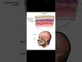 Neurology Part 9 #FirstAid Scalp, Meningies, Blood-Brain Barrier