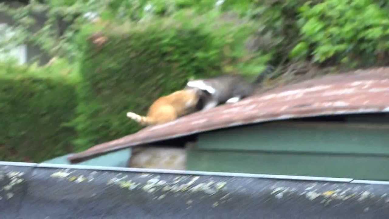 Catfight, two cats fall of the roof ! YouTube