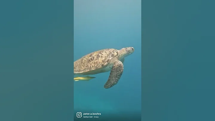 Turtle