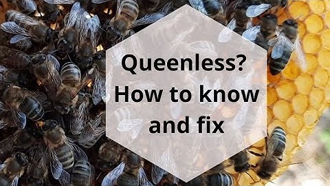 Queenless Hive, How to know without opening the beehive and how to fix it #beekeeping101 #Honeybees