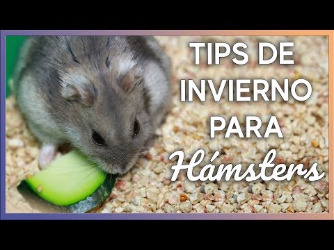 Video: Cómo Mantener A Los Hámsters Dzungarian