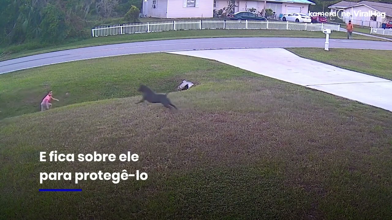Pastor Alemão entra na frente e impede que criança seja atacada por cão feroz