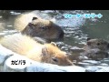 愛媛県立とべ動物園 紹介映像 の動画、YouTube動画。