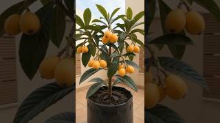 The golden apricot hue of ripe Loquats 🟠🌿 The golden apricot hue of ripe Loquats 🟠🌿