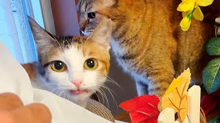 消えたカプリちゃん…あっいたwww｜7.5日目【保護猫活動】