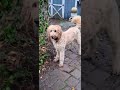 Dog Games #DogsRule #Perros #GoldenDoodle #DogGames #DogTricks #PetShorts #Laserpets #ViralDogShorts