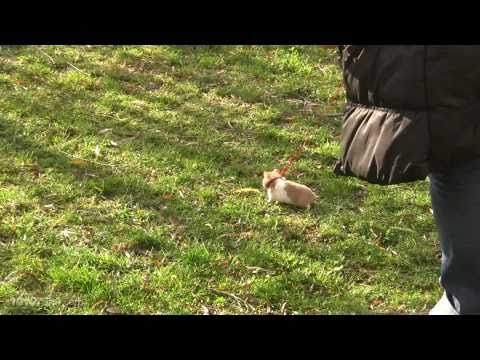 Hamster on a leash at the park