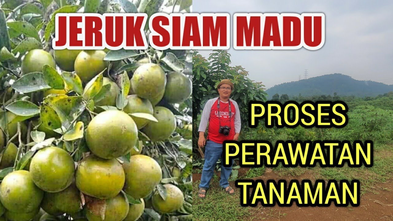 BUDIDAYA JERUK SIAM MADU DALAM PERSIAPAN PERAWATAN BERKELANJUTAN 