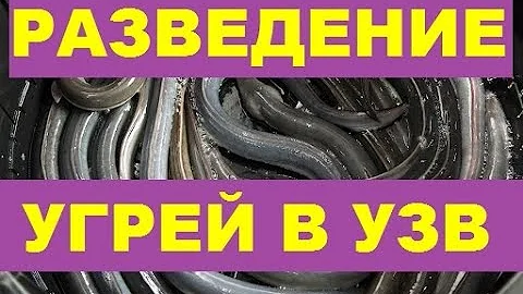 РАЗВЕДЕНИЕ УГРЕЙ В УЗВ