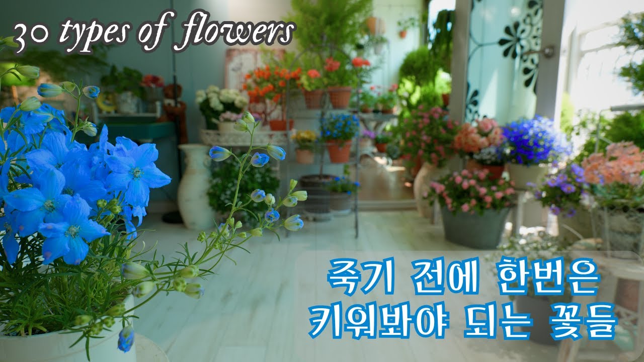 [4K] Цветы, которые нужно вырастить хотя бы раз в жизни