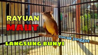 RAYUAN TERAPI CUCAK JENGGOT YANG MALAS BUNYI, PASTI NYAUT BUNYI