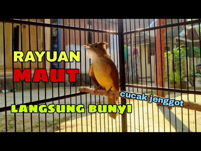 RAYUAN TERAPI CUCAK JENGGOT YANG MALAS BUNYI, PASTI NYAUT BUNYI class=