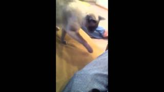 Cat Afraid Of Jeans