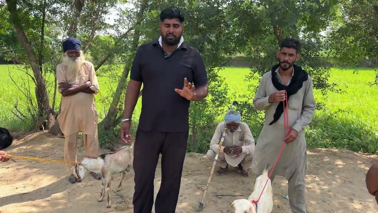 ਰੱਲੀ ਬੱਕਰਾ ਮੰਡੀ ਵਿੱਚ ਹੋਏ ਫਸਮੇ ਸੌਦੇ 