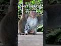 Funny animals true friends shorts funny cute animals iloveyou friends monkey nature support