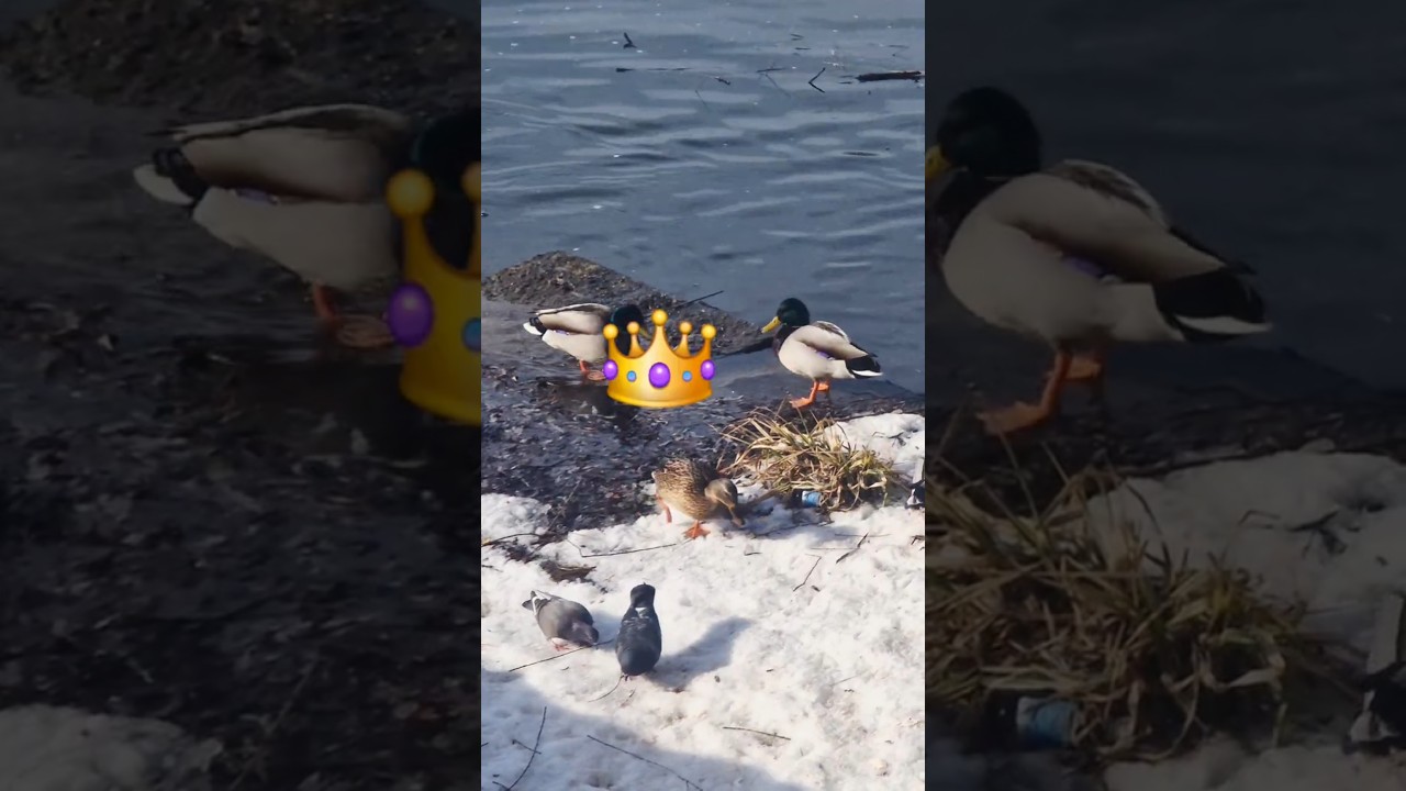 Королева не ждёт! 👑🦆