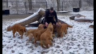 NDLB Founder Jeffrey Beri with the Golden Bond Rescue Goldens