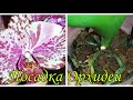 Посадка Орхидеи из Пятёрочки | Phal. Ark's Ray - Пятёрочка