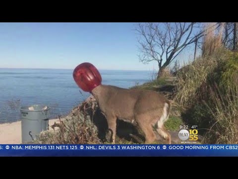 Workers Rescue Deer In Distress On Long Island