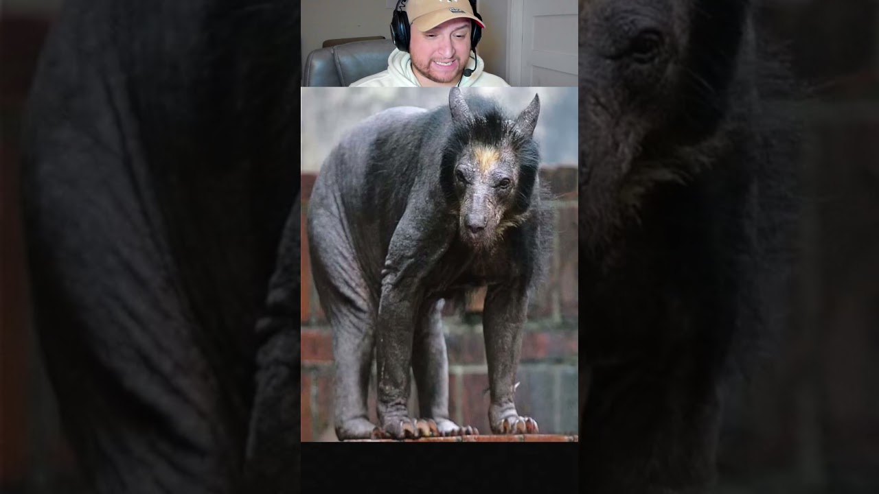 Как выглядят животные без шерсти 🐻