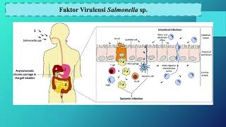 Salmonella Typhi