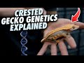 Reptile genetics for dummies