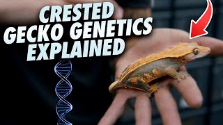 Reptile Genetics For Dummies!