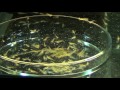 Большое плавание креветки Амано