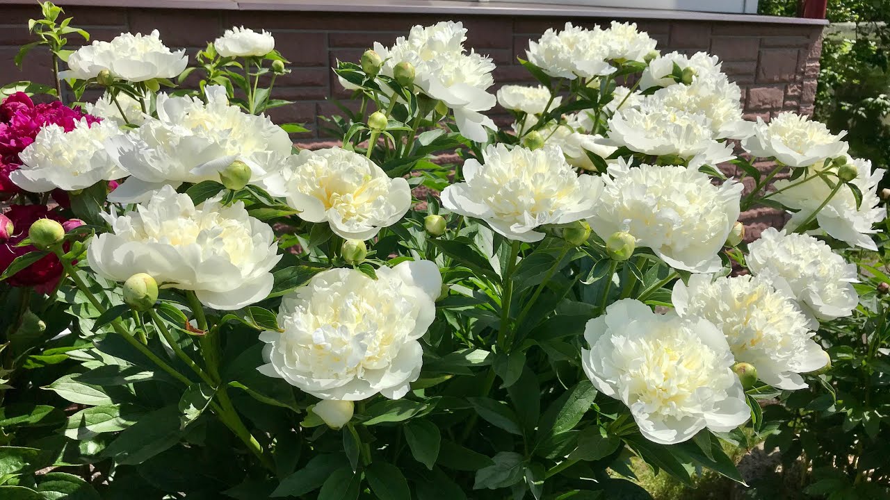 Пион «Дюшес де Немур (Duchesse de Nemours)» - YouTube