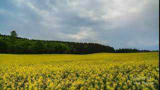 292 Time Lapse Yellow Blooming Rapeseed Field | Zeitraffer Blühendes Rapsfeld Gelb Deutschland 8K