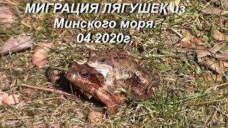 Весна 04.2020г.Миграция лягушек из Минского моря.