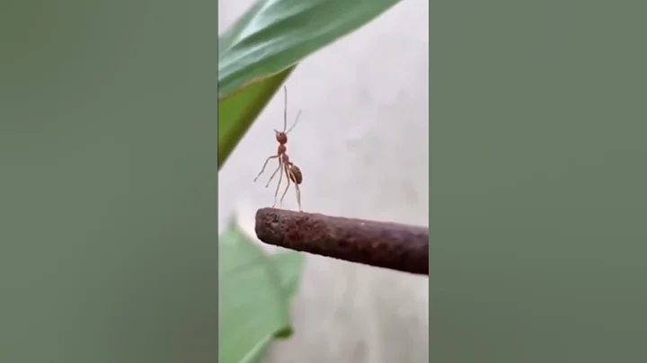 ant gets left behind #sad #rickandmorty #ants