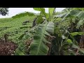 WHITE BEANS FARMING/SANA TANIM KO ITO LAHAT